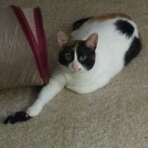 Meet your Posher, Dawn